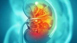 Невинни грешки, които поставят бъбреците в риск 