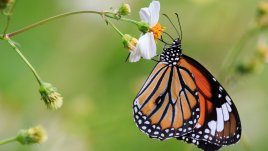 Изберете животно и разкрийте неподозирана част от характера си