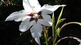 Ацидантера – грациозна звездна гладиола