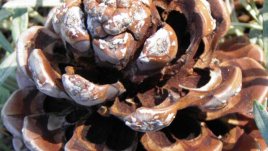 10 лесни декорации с шишарки