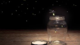 Мисъл на деня за... светулките и любовта