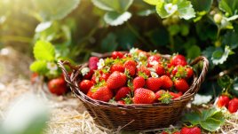 Как да съхраняваме ягодите, така че да не се развалят 