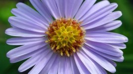 Астра, димитровче или богородичка – все прелестна! 