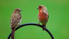 За птиците, за полета, за порива, за сбъдването на мечти