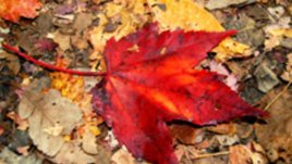 Есенно настроение