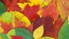 Есен, есен...