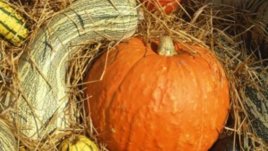 Туршия с патладжан и чорбаджийски чушки