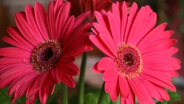 Стайни растения, които подобряват качеството на въздуха