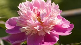 Уникален аромат съчетава традиция и модерност