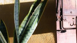 Как да отглеждаме растението свекървин език?