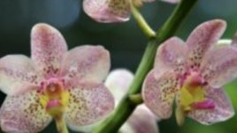 Как да размножим домашната орхидея?