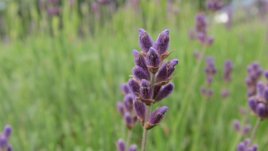 Лавандула за релакс