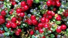 Здравословни храни, които разкрасяват и подмладяват