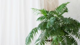 Растения, които намаляват влагата в дома