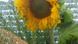 Букет или цвете за първия учебен ден