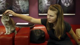 Изложба на котки във Варна на 6 и 7 октомври 2012