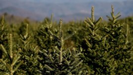 Изкуствената коледна елха съвсем не е екологичен избор