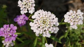 Иберис – испански мирис на свежест