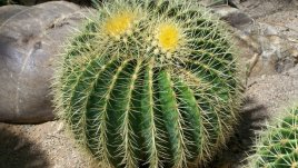 Ехинокактус – симпатичен кръгъл кактус