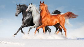 Знаете ли, че... конете не могат да повръщат?