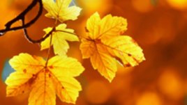 Есенни въпроси