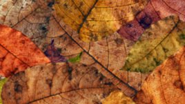 Есента ме прегърна