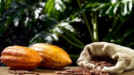 Растения, които са естествени лекарства