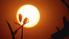 Мисъл на деня