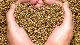 Конопено семе – храна за здраве!