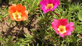 Калдъръмче – кичесто, цветно, закачливо