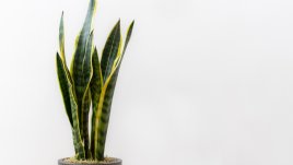 Растения, които прочистват въздуха вкъщи 