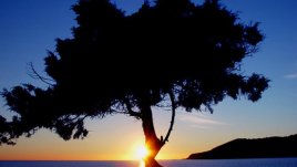 Какво дърво сте според рождената ви дата?