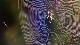 Знаете ли, че...повечето паяци имат прозрачна кръв?
