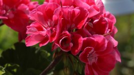 Пеларгониум или мушкато - как се гледа?