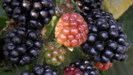 Сладко от къпини