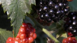 Къпините – сладко-кисела фантазия