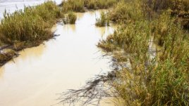 Притча за мътната вода
