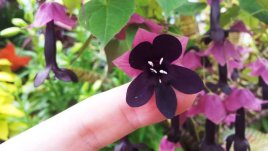 Родохитон – как да го отглеждаме?