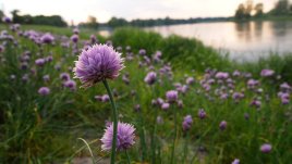 Сезонът на алергиите – да ги преодолеем