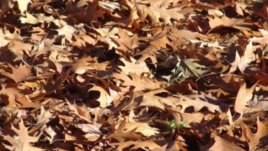 Софийските общини раздават безплатно градински компостери