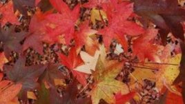 Есенно настроение в думи