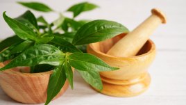 Ползи за здравето от билката андрографис 