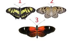 3 пеперуди разкриват близкото бъдеще