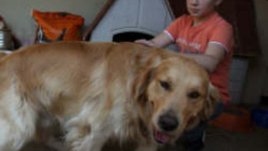 Кучетата предпазват от ушна инфекция при децата