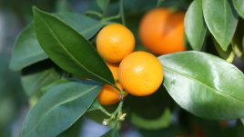 Цитрофортунела – мандарина и кумкуат в едно