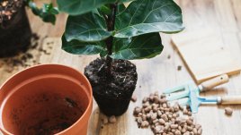 Как да пресаждате растенията си, без да ги убиете 