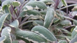 Градински чай – салвия – красивата билка на дълголетието