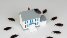 Природни методи срещу насекоми и вредители