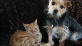 Неподходящи храни и напитки за домашните ни любимци