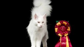 Международната изложба за котки от всички породи се завръща у нас